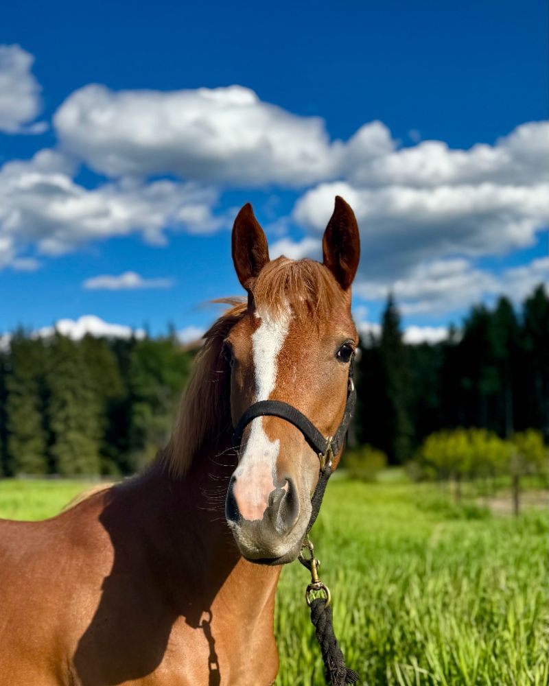 Aspen, a chestnut and flaxen quarter horse