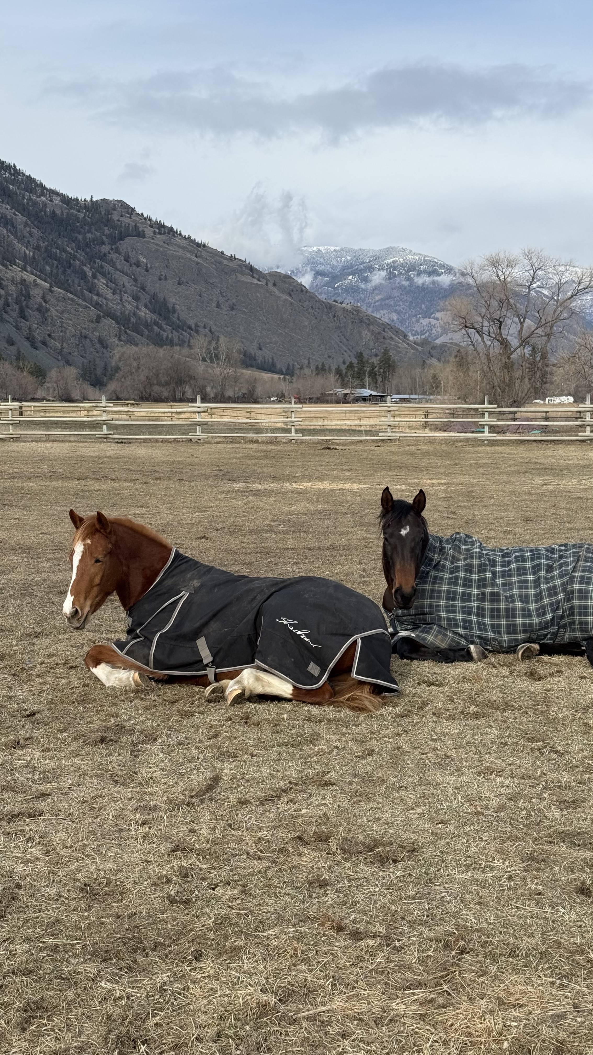 Our current herd