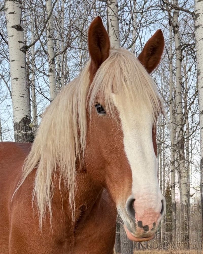 Gus, a dark bay horse
